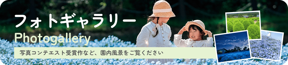 フォトギャラリー