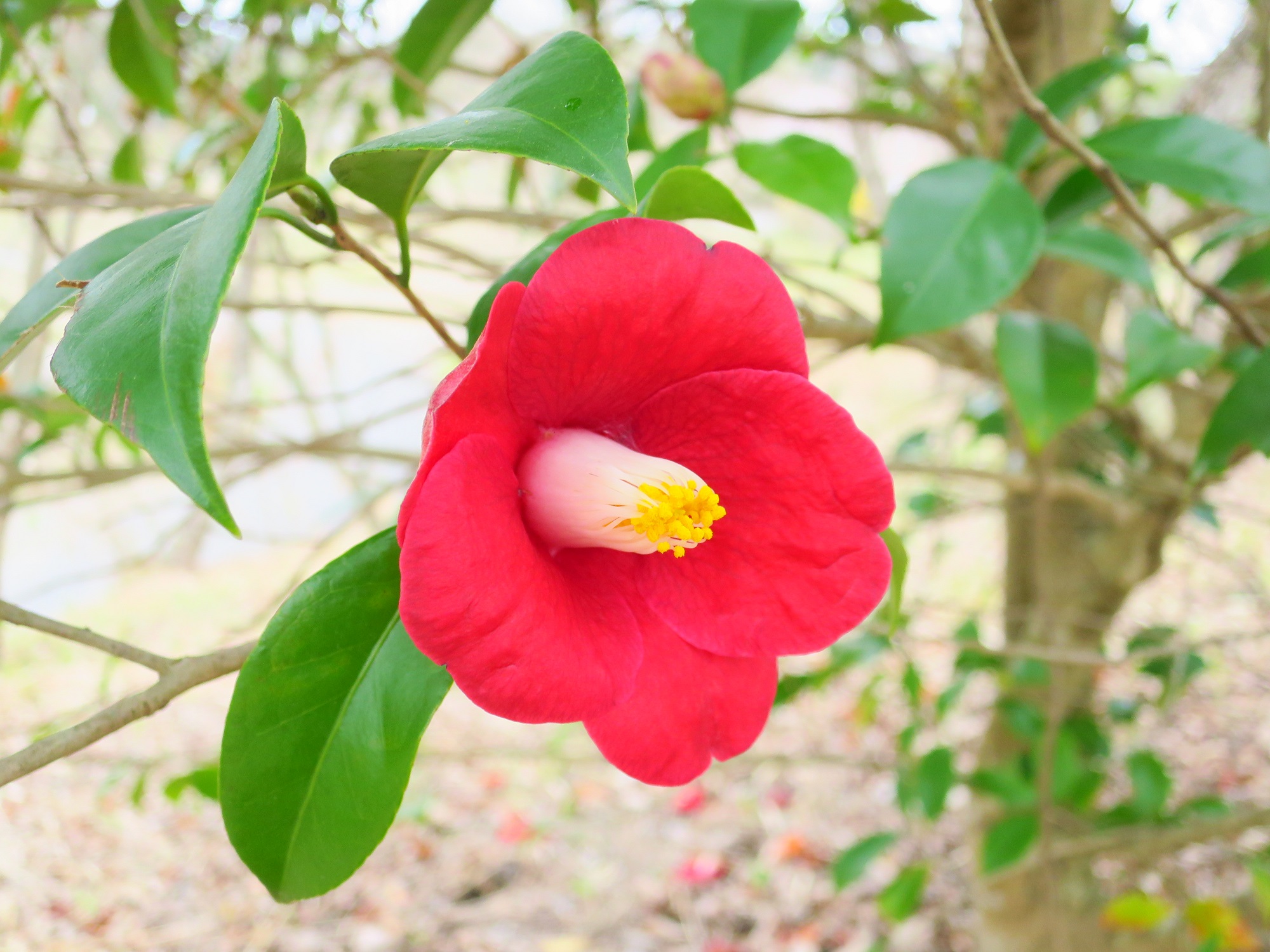 160331ヤブツバキ