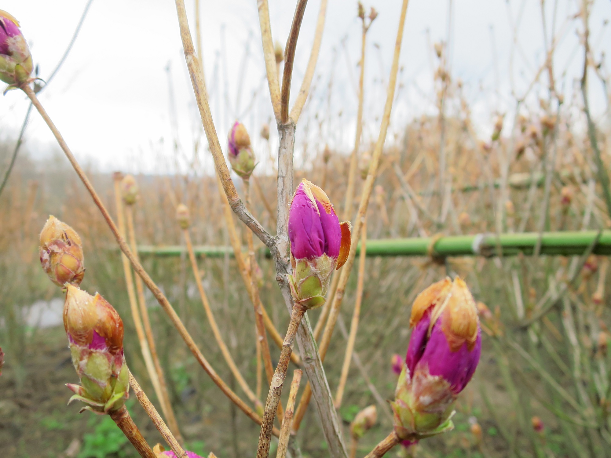 160403ムラサキサンヨウ