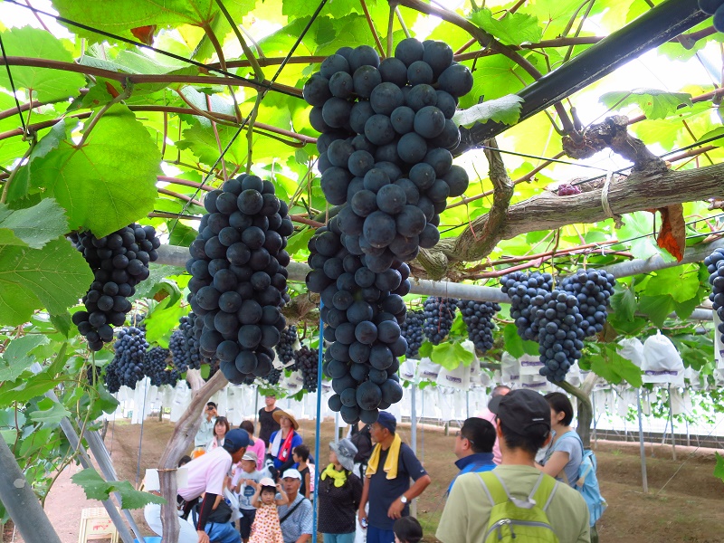 160905マスカットベリーA