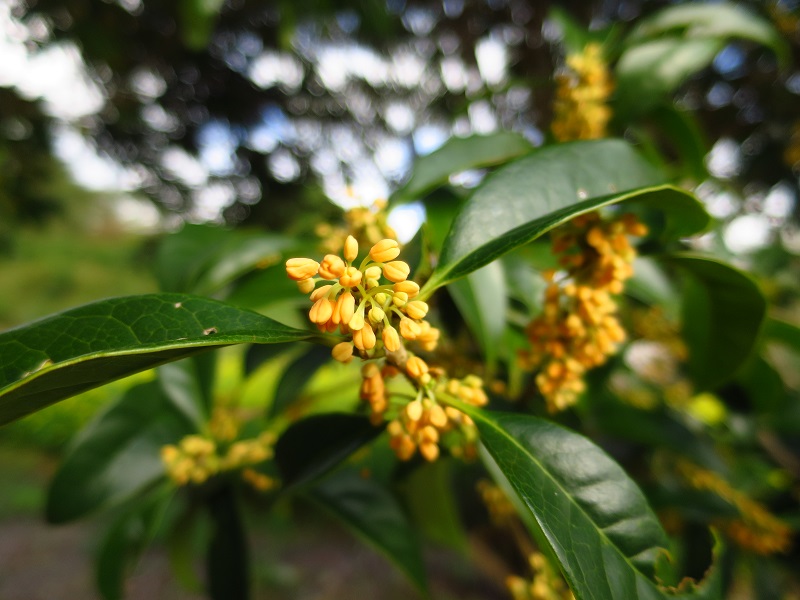 200927キンモクセイ