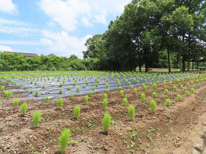 210620四季の花畑 (1)