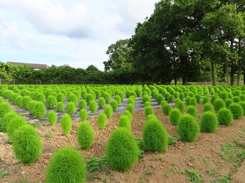 210705四季の花畑