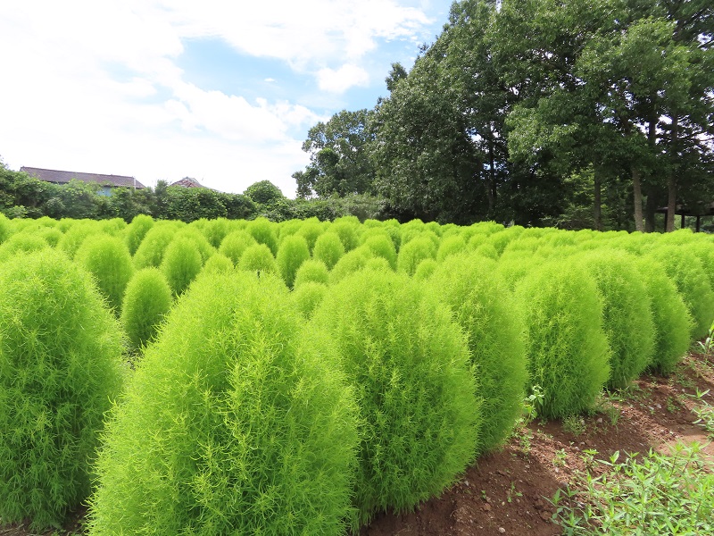 210821四季の花畑