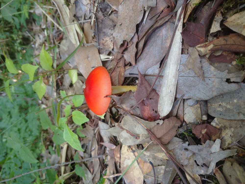 210826タマゴダケ (2)