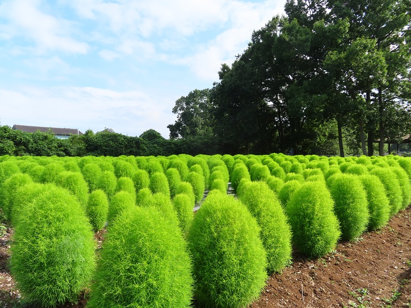 210801四季の花畑 (3)