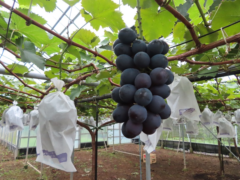 210820ナガノパープル