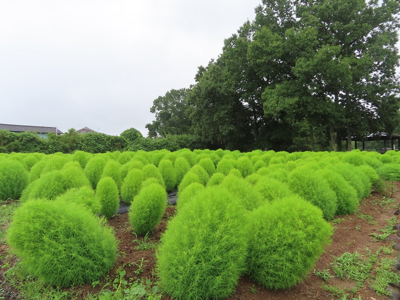 210809四季の花畑 (1)