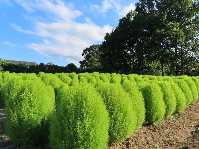 210829四季の花畑 (2)