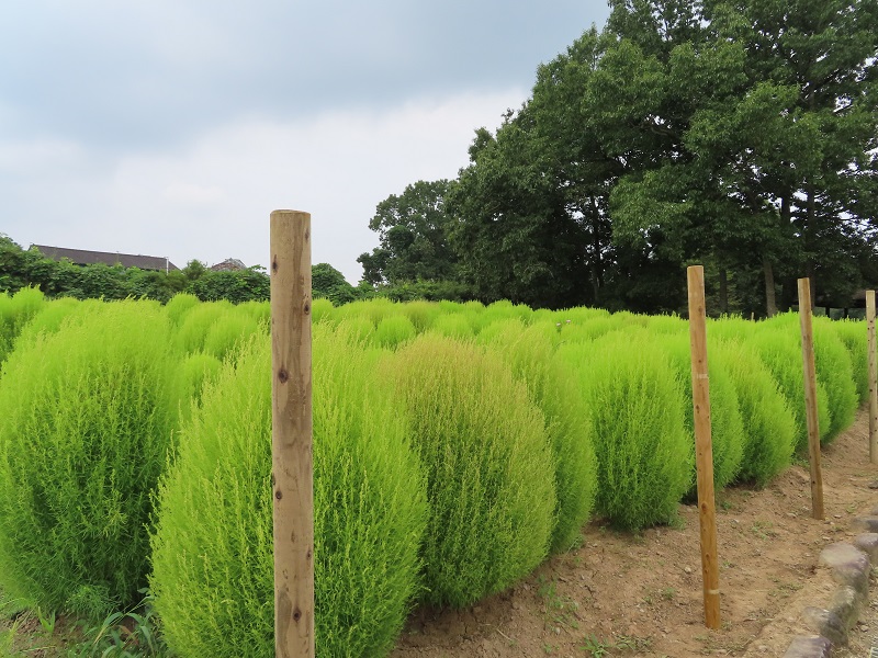210912四季の花畑 (2)