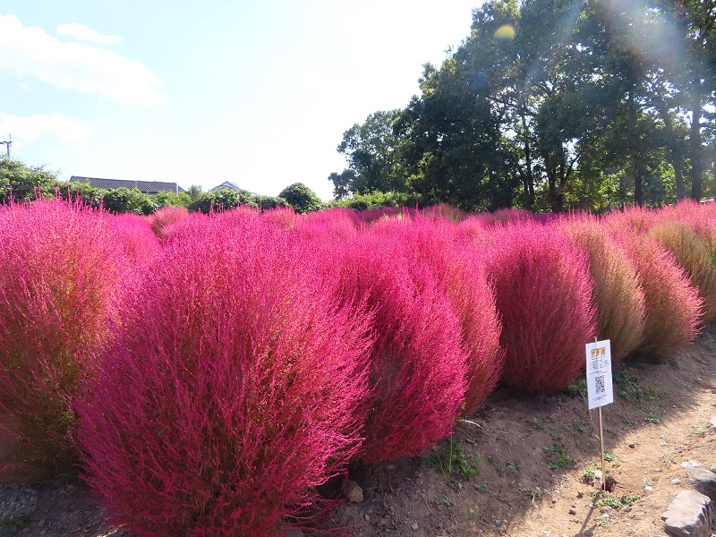 211027四季の花畑 (3)