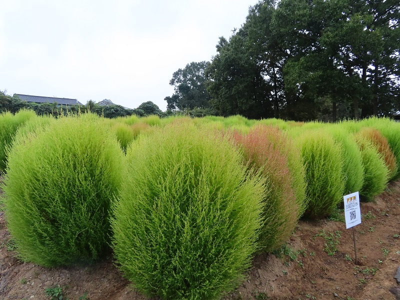 211012四季の花畑 (5)