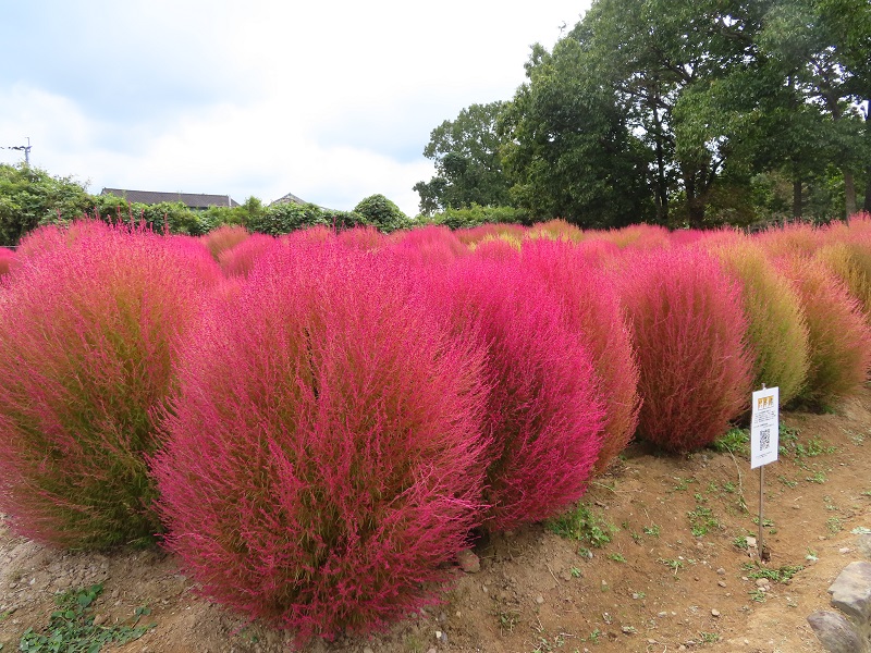 211025四季の花畑 (5)