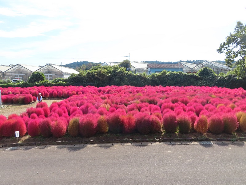 211101四季の花畑 (3)