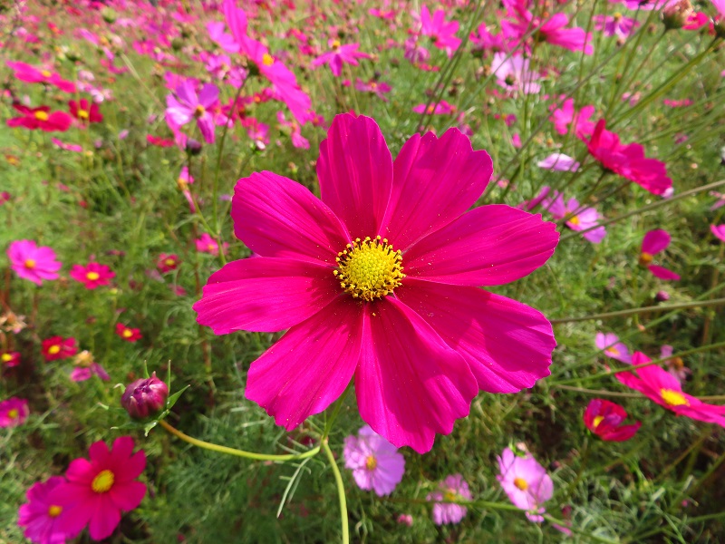 211101四季の花畑 (5)