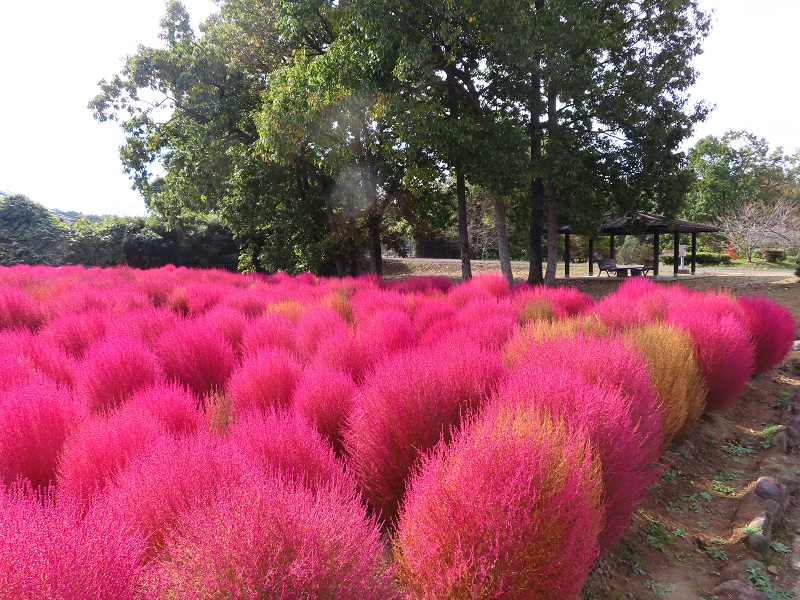 211101四季の花畑 (2)