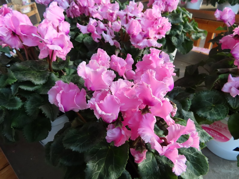 211212シクラメン (1)