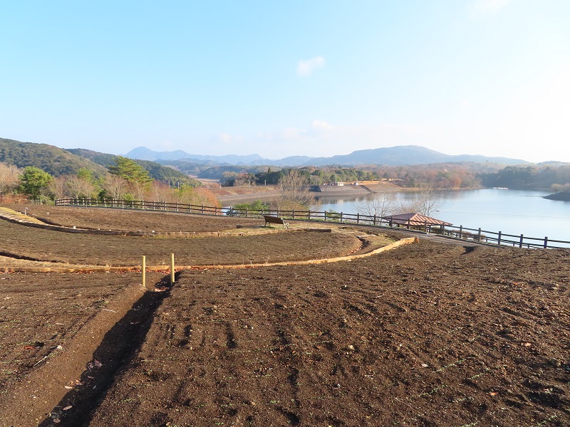 211208ネモフィラ (3)