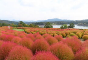 レッドコキア (5)