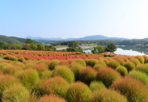 レッドコキア (4)