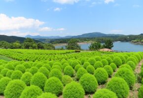 グリーンコキア (1)