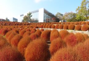 黄金色コキア (4)