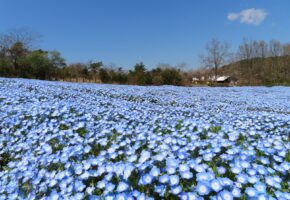 ネモフィラ5