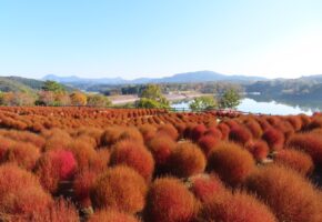 黄金色コキア (5)