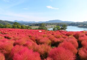 レッドコキア (3)