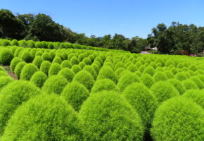 グリーンコキア (3)