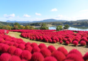 レッドコキア (2)