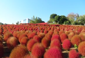 黄金色コキア (1)