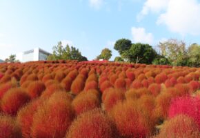 黄金色コキア (2)