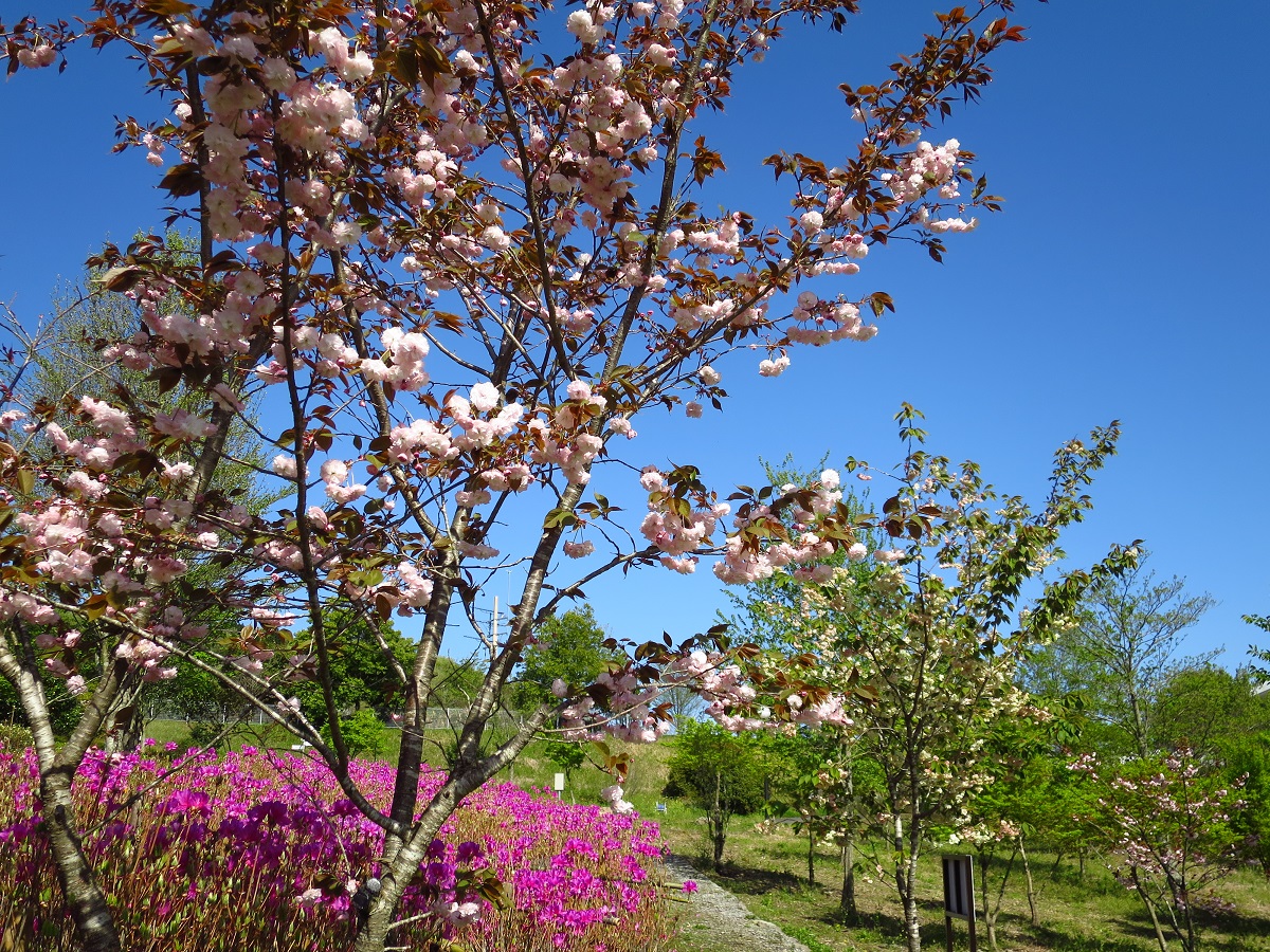 160417ムラサキサンヨウ (2)