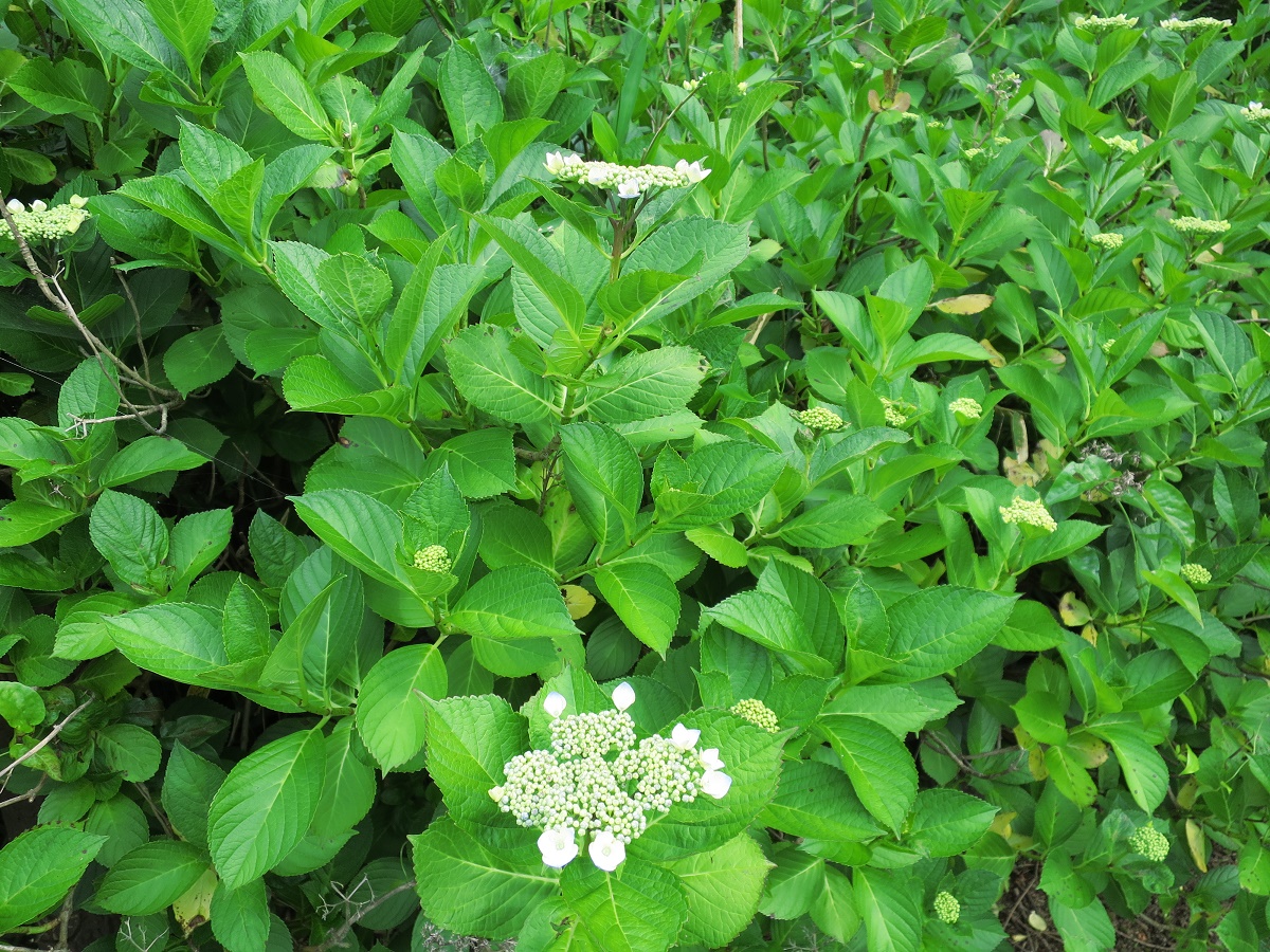 160606アジサイ (1)