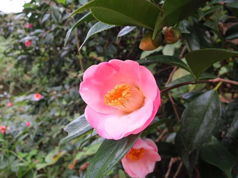 161003%e8%a5%bf%e7%8e%8b%e6%af%8d