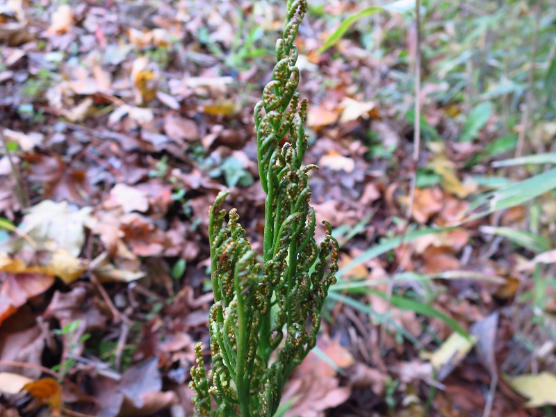 161110%e3%83%95%e3%83%a6%e3%83%af%e3%83%a9%e3%83%93-2