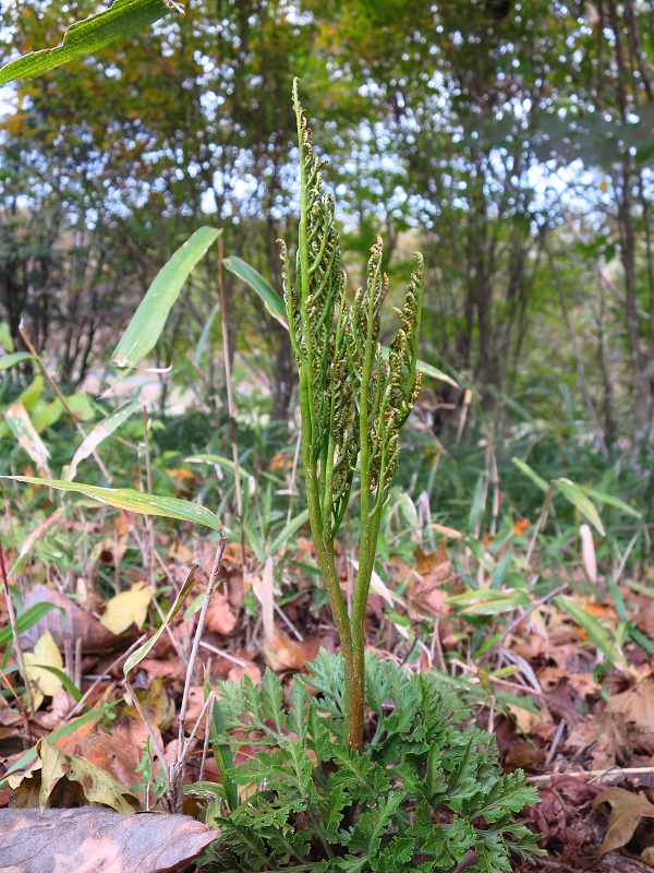 161110%e3%83%95%e3%83%a6%e3%83%af%e3%83%a9%e3%83%93-1