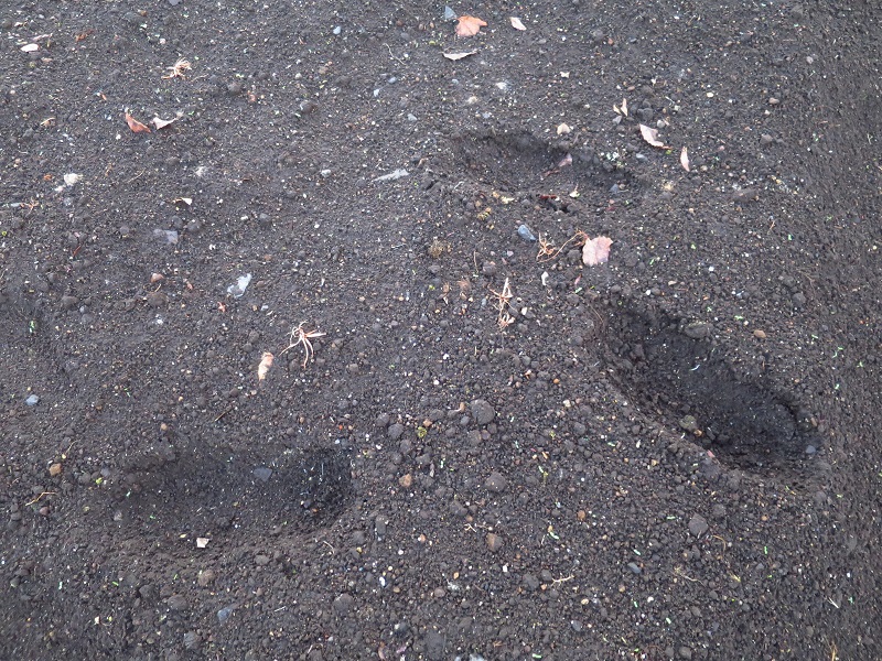 191124フラワーガーデン (2)