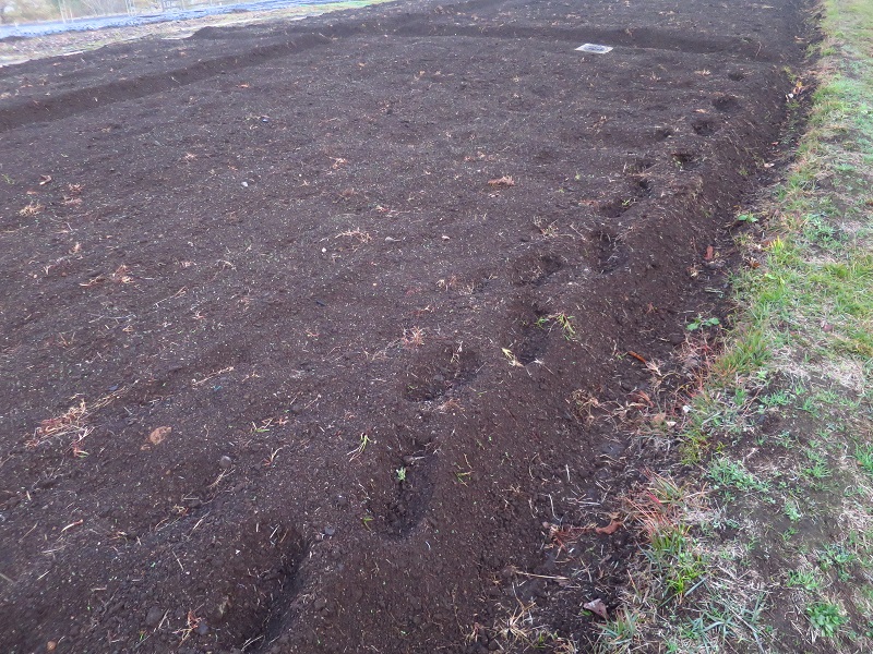 191124フラワーガーデン (1)