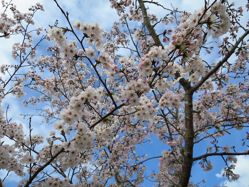 200329桜 (1)