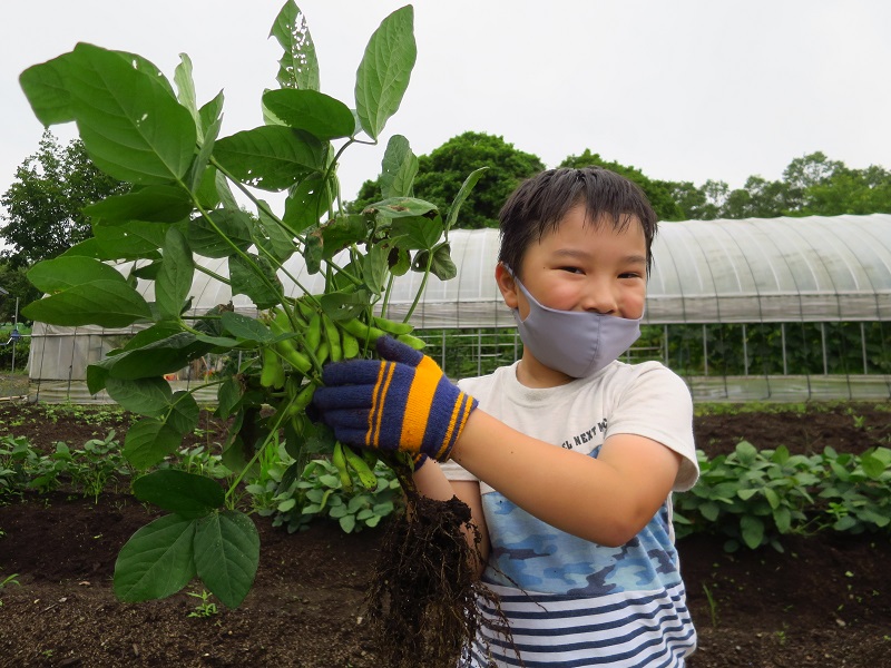200704枝豆収穫体験 (4)