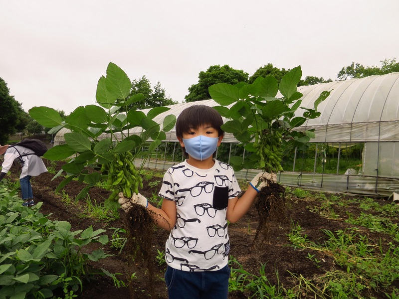 200704枝豆収穫体験 (2)