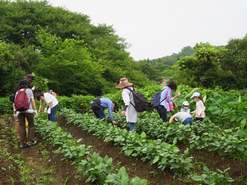 200704枝豆収穫体験 (1)