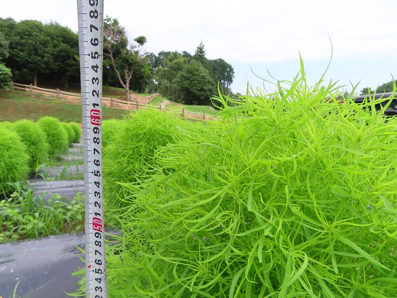 釣り禁止エリアMAP(2020年)