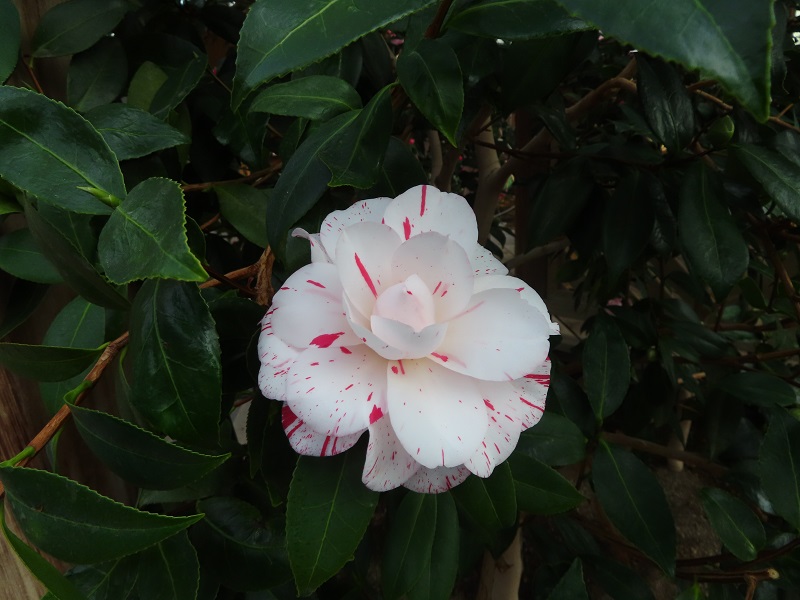 屋内つばき園で「プリンセス雅子（Princess Masako）」が咲き始めまし